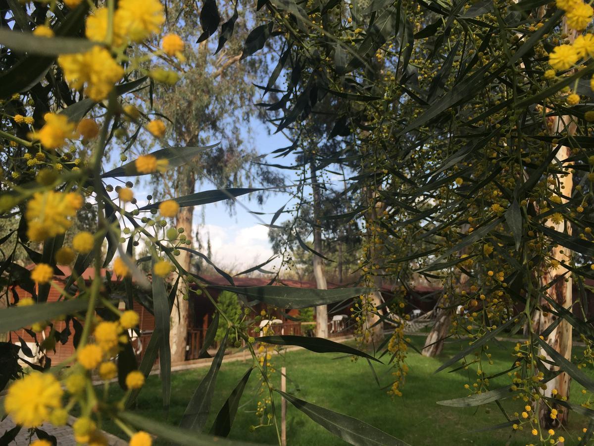 Lemonpark House Hotel Antalya Eksteriør billede